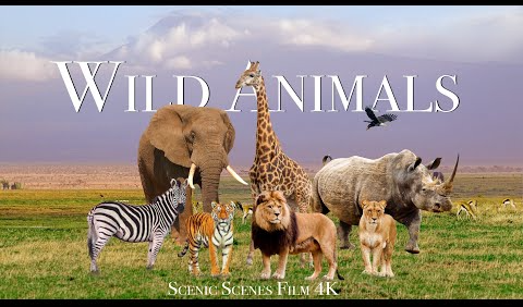Amazing Scene of Wild Animals In 4K - Scenic Relaxation Film