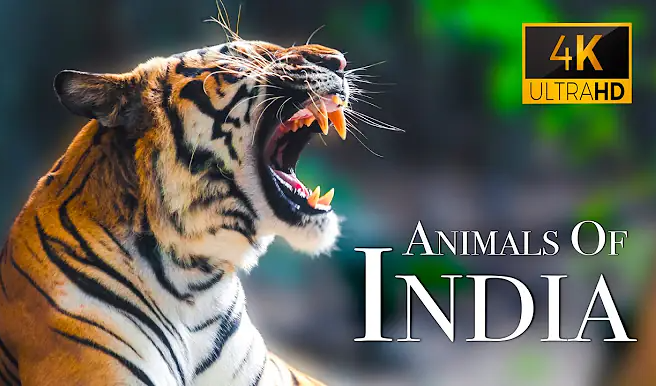 India Wildlife In 4K - Amazing Scenes Of India's Animals | Scenic Relaxation Film